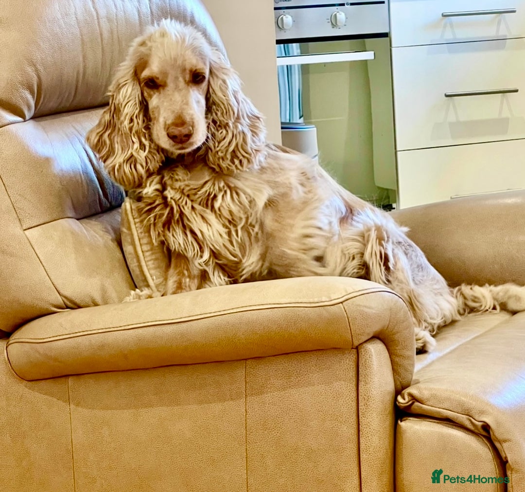 Cocker Spaniel dogs for sale: 4⭐️Licensed KC Reg English Show Cocker Spaniel - Image 32