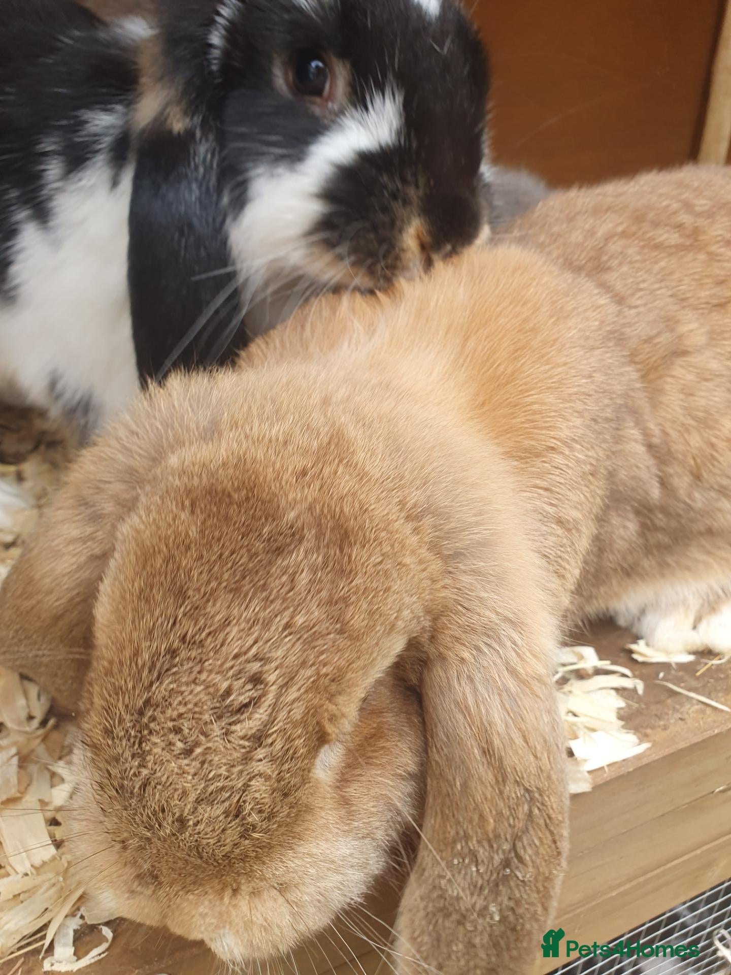 French Lop rabbits Various Vaccinated Giant French Lop - Advert 1