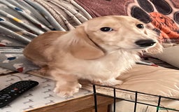 Miniature Dachshund dogs for sale: Levmai Miniature Longhaired Dachshunds  - Image 10