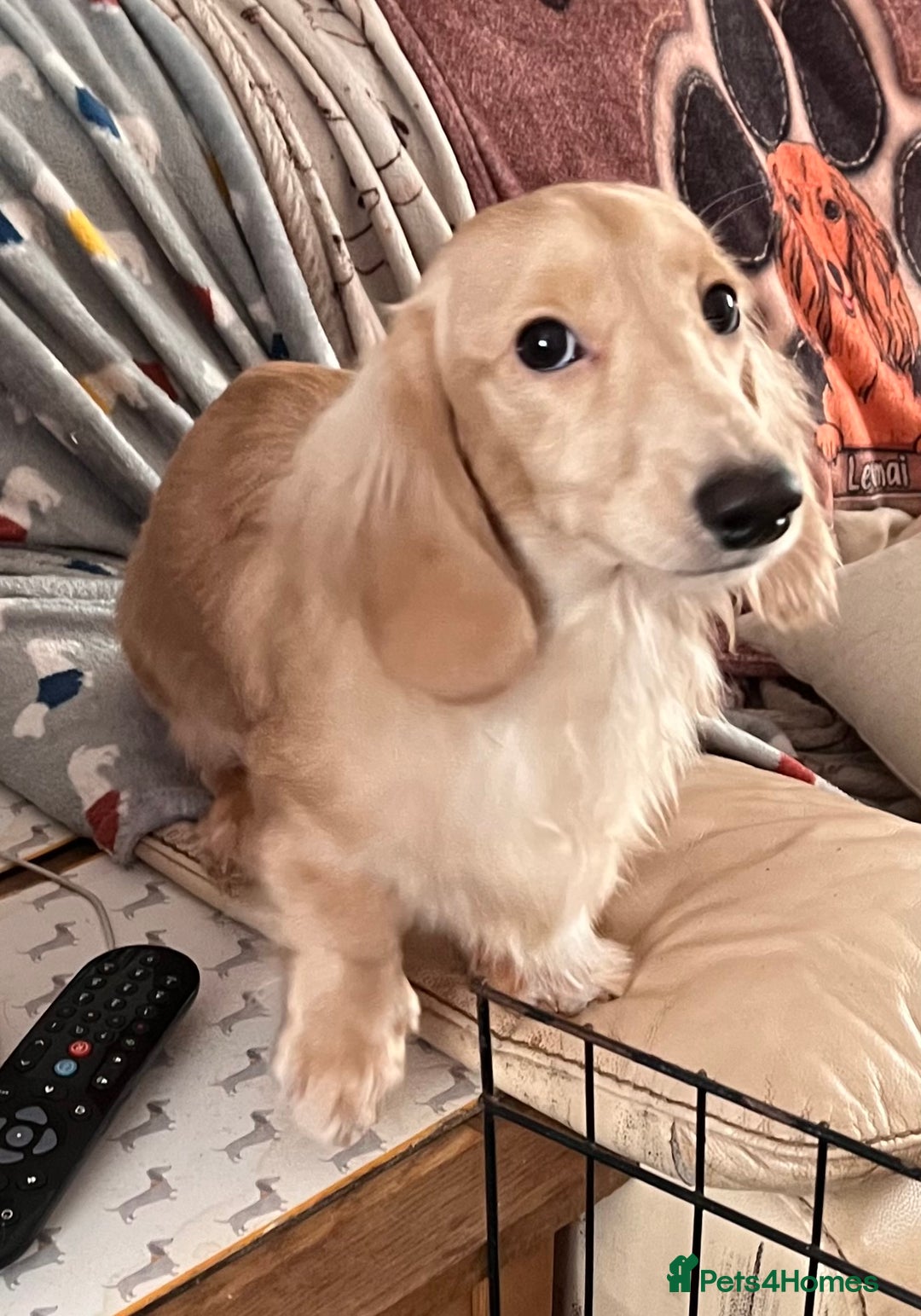 Miniature Dachshund dogs for sale: Levmai Miniature Longhaired Dachshunds  - Image 10
