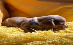 Miniature Dachshund dogs for sale: Miniature Dachshund stunning puppies  - Image 35
