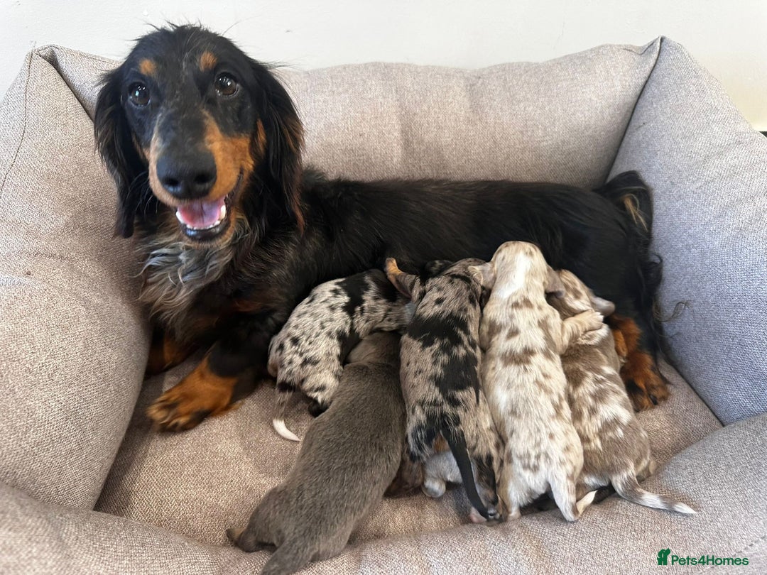 Miniature Dachshund dogs for sale: Miniature Dachshund Puppies  - Image 17