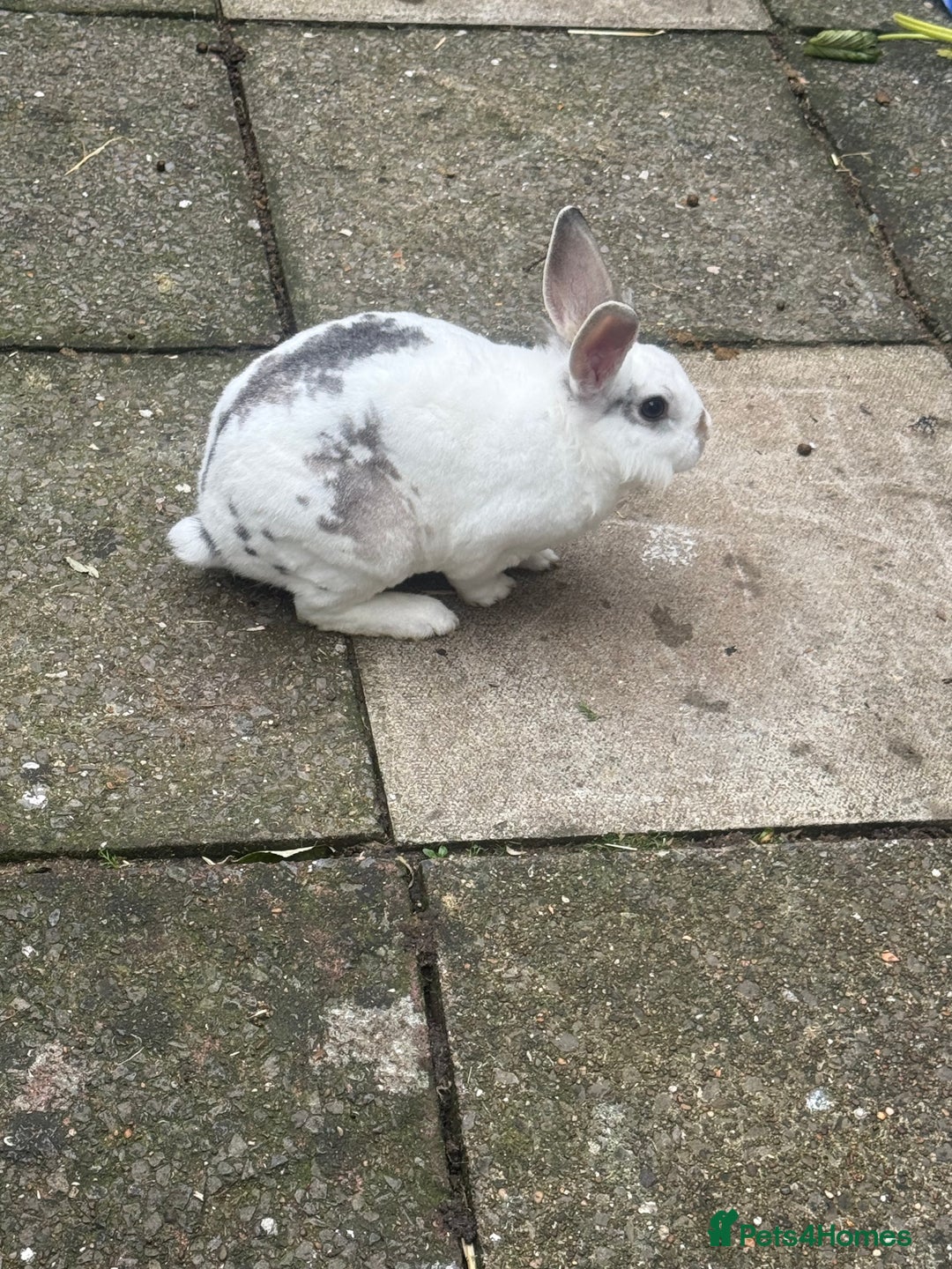 Rex rabbits for sale: Baby bunny’s and adult rabbits for sale  - Advert 4