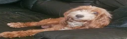 Cockapoo dogs for sale: Ready now!! Beautiful white and red F2 cockapoos - Advert 7