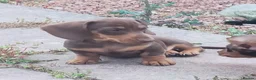 Miniature Dachshund dogs for sale: Minute smooth daschund  in Middlesbrough - Advert 4