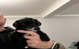 Cavapoo dogs for sale: Mini CavaPoos - Advert 6