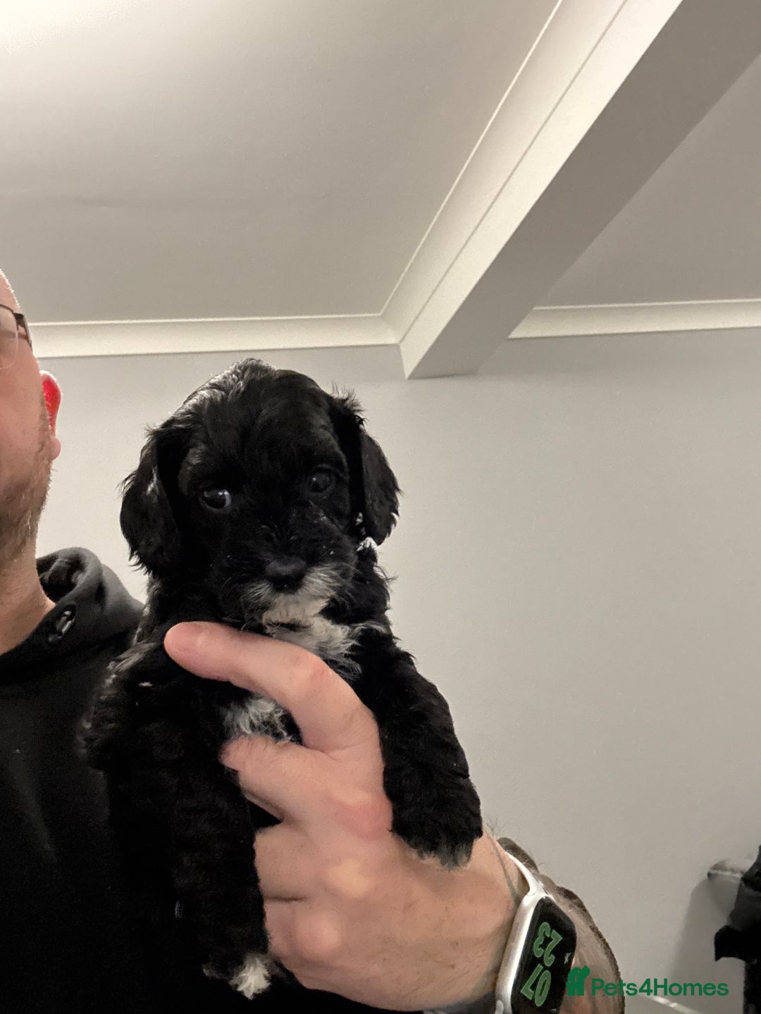 Cavapoo dogs for sale: Mini CavaPoos - Advert 6