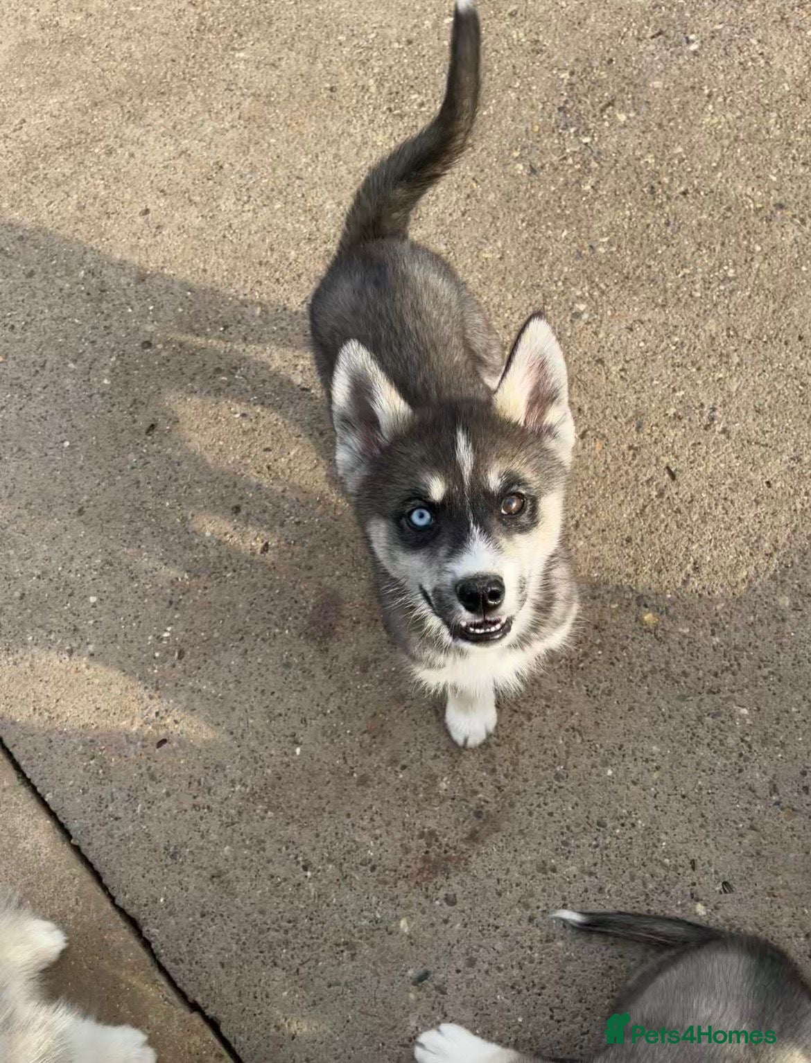 Siberian Husky dogs for sale: Stunning husky puppies  in Boston - Advert 5