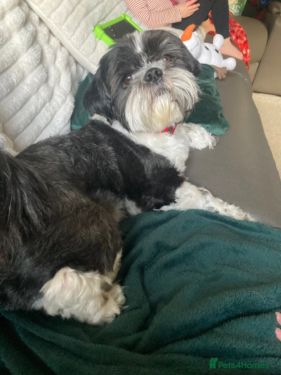 Shih Tzu dogs for sale: 2 Year old Male Shih Tzu  - Advert 3