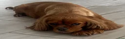 Cavalier King Charles Spaniel dogs for sale: Lovely 5yr old ruby CKCS  - Advert 7