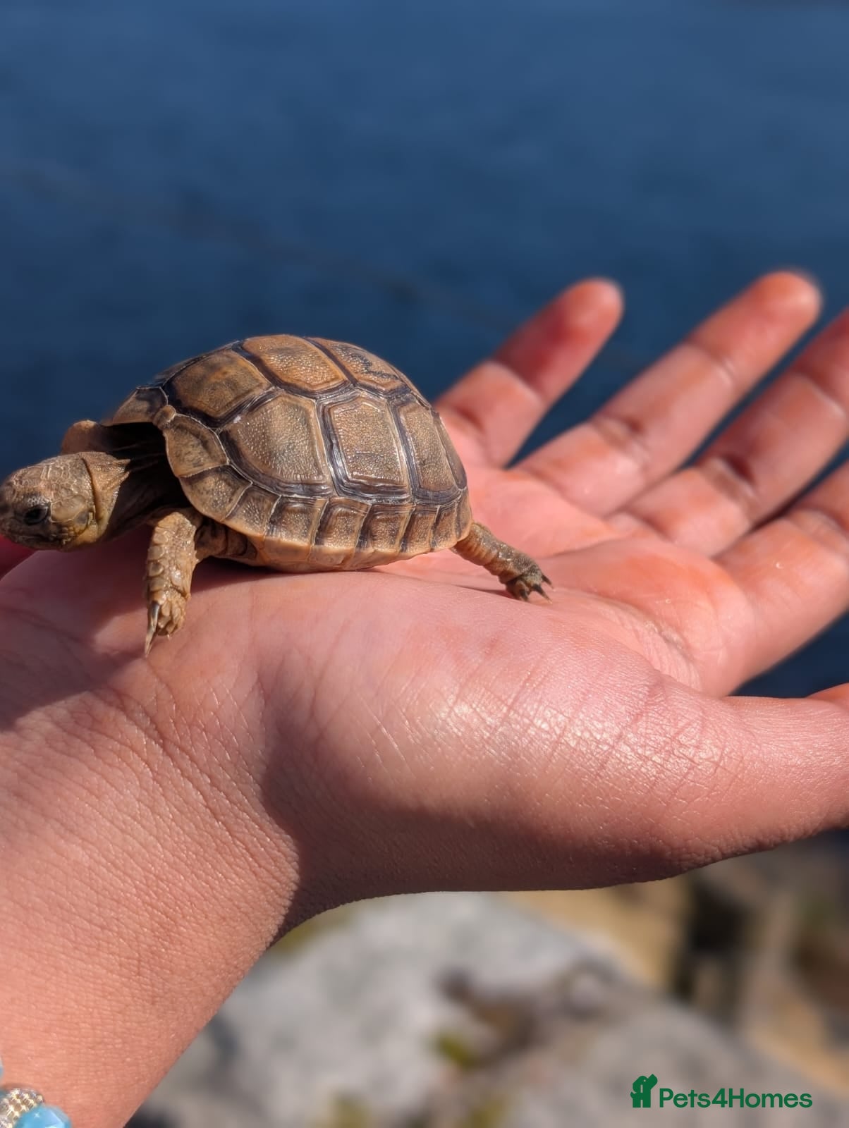 Tortoise reptiles 🐢 Baby Spur Thighed Tortoise 🐢 - Advert 1