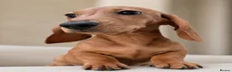 Miniature Dachshund dogs for sale: Beautiful clear red girl - Advert 2