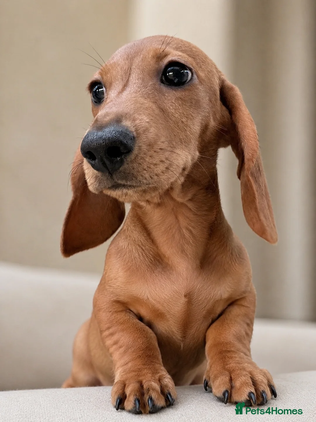 Miniature Dachshund dogs for sale: Beautiful clear red girl - Advert 2