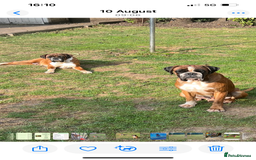 Boxer dogs for sale: Bobtail Boy from Health Tested Parents  - Image 11