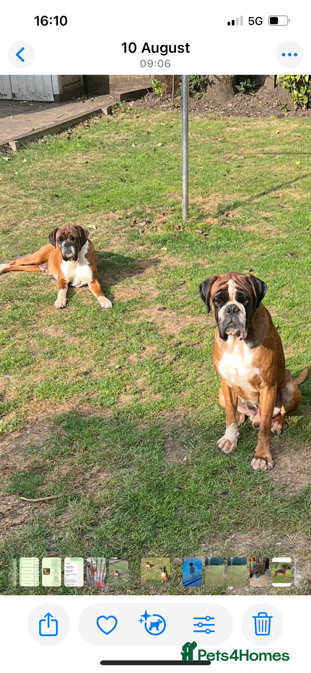 Boxer dogs for sale: Bobtail Boy from Health Tested Parents  - Image 11