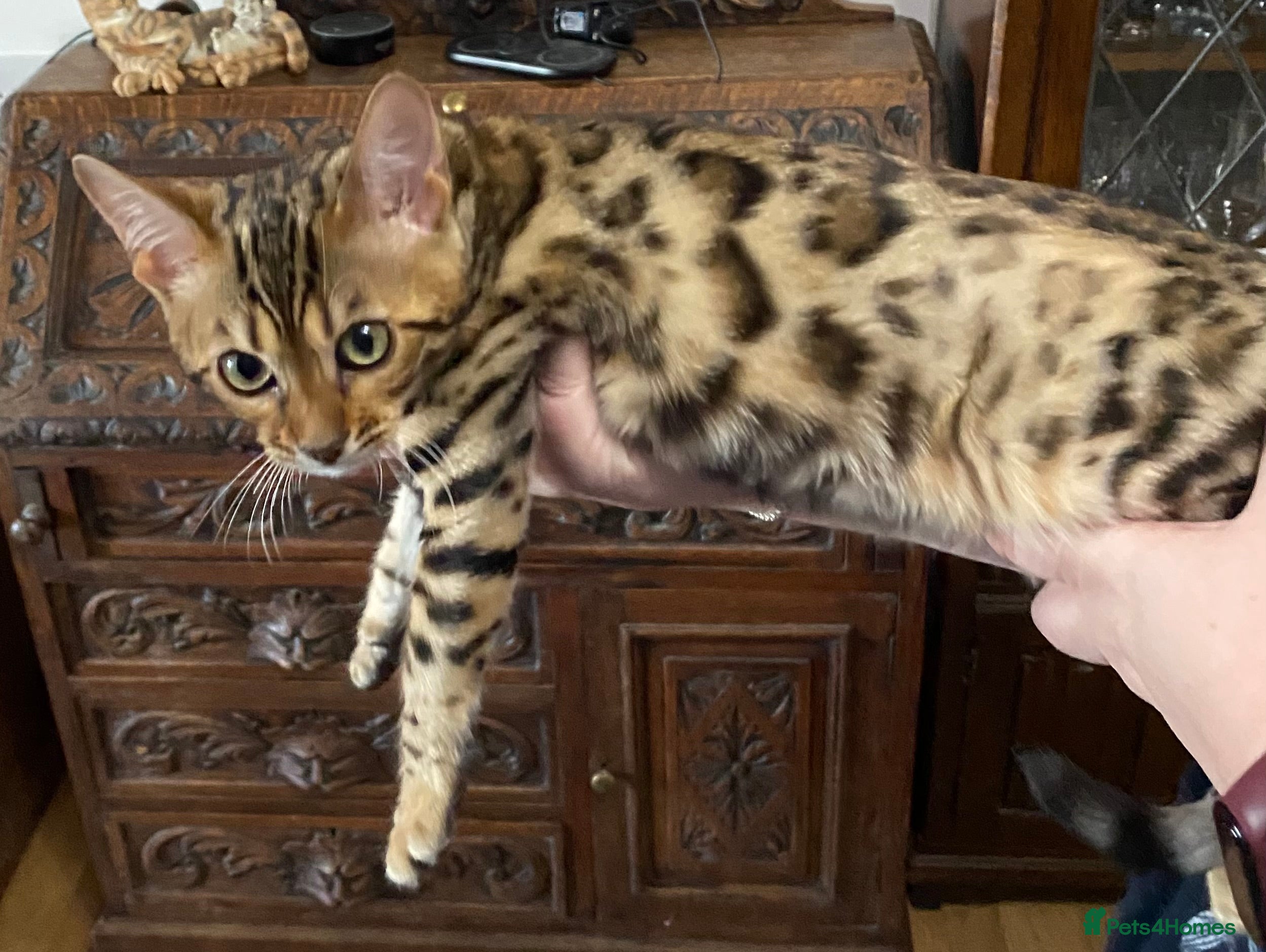 Bengal cats Bengal kittens - Advert 8