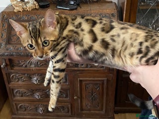 Bengal cats Bengal kittens - Advert 15