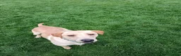 Labrador Retriever dogs for sale: RONNIE - Advert 4