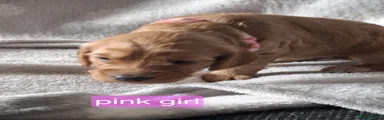 Cockapoo 5