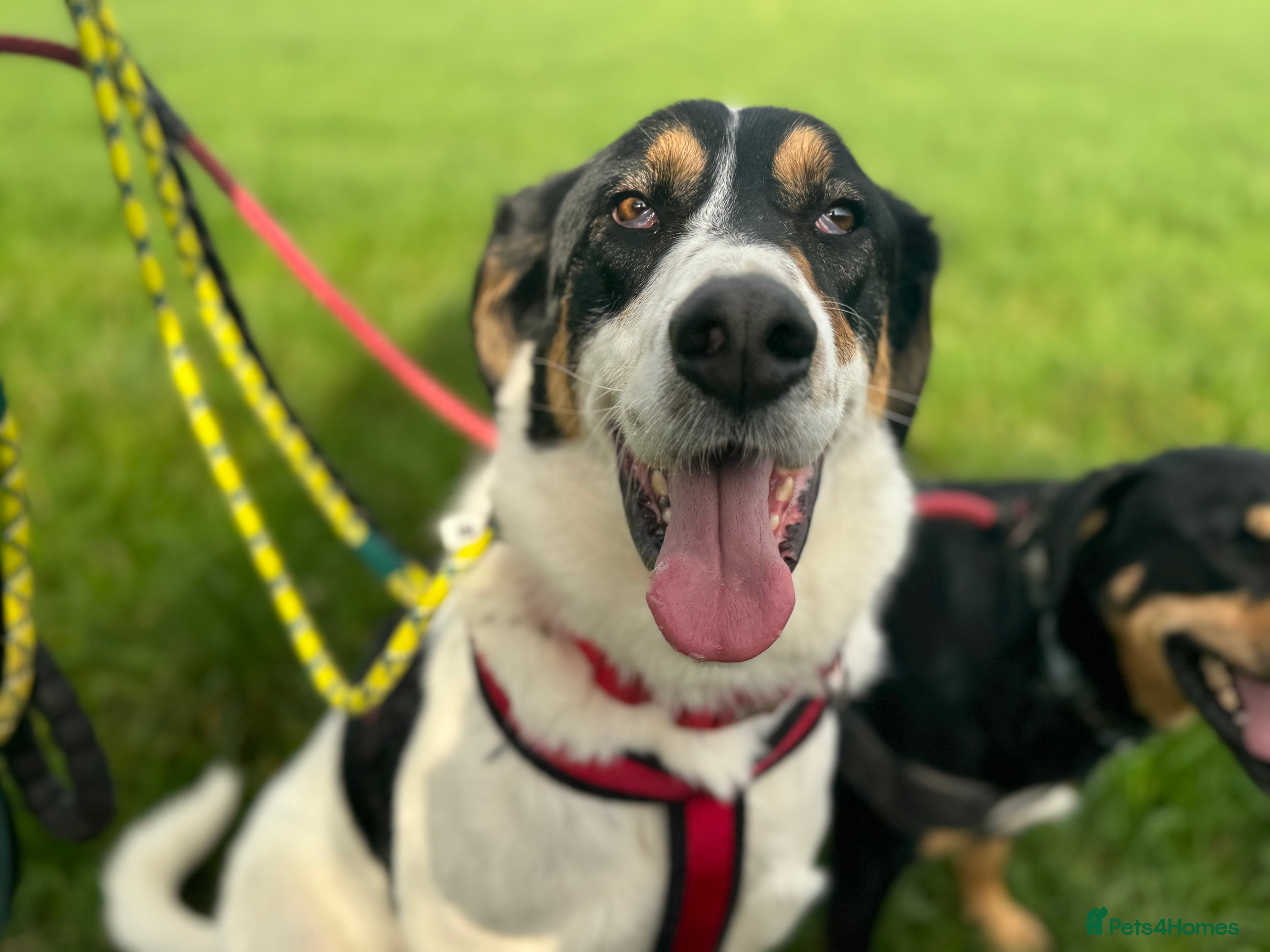 Mixed Breed dogs Treacle is waiting for someone to love him 💔 - Advert 17