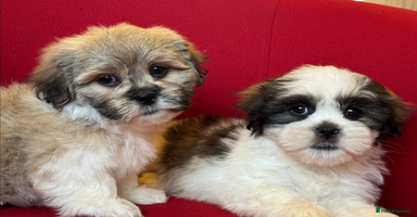 Mixed Breed dogs - Advert 15