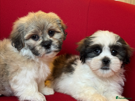 Mixed Breed dogs - Advert 13