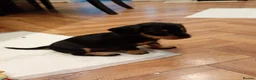 Mixed Breed dogs for sale: Miniature schnoxies  - Advert 17