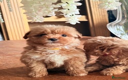 Cairn Terrier dogs for sale: STUNNING F1 cairn-oodle puppies  - Image 28