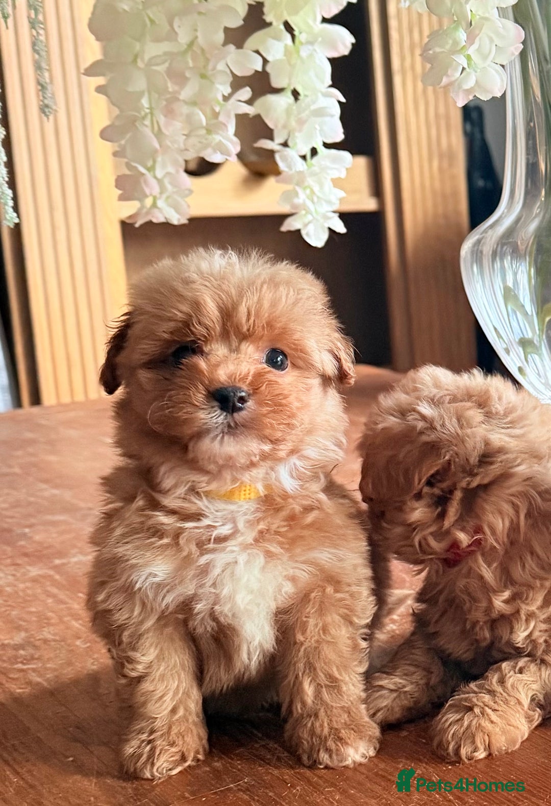 Cairn Terrier dogs for sale: STUNNING F1 cairn-oodle puppies  - Image 28
