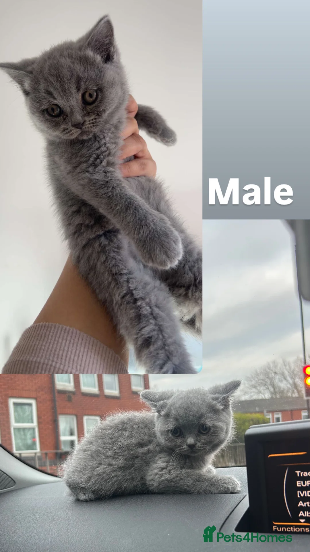 British Shorthair cats for sale: British short hair kittens for sale  in Birmingham - Advert 2