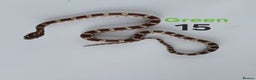 Corn Snake reptiles for sale: Baby Cornsnakes  - Advert 19