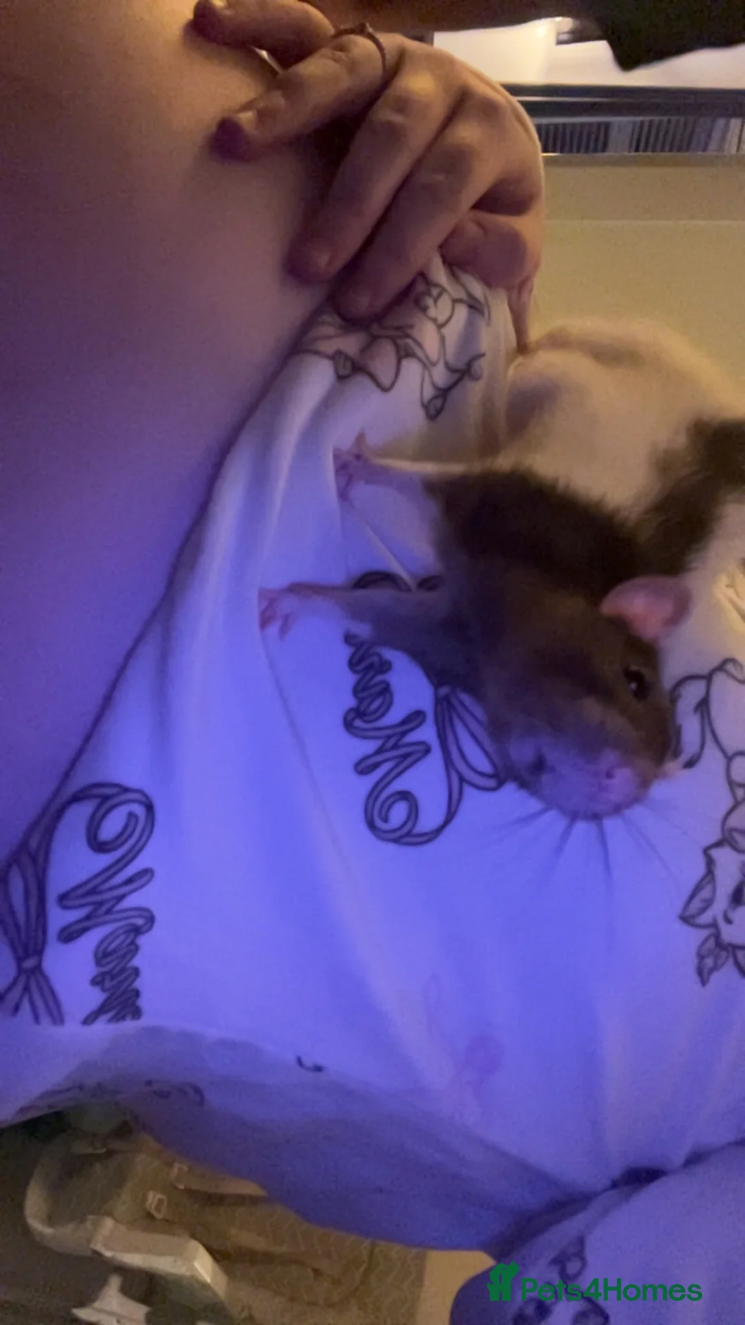 Rat rodents for sale: 3 female rats with cage  in Accrington - Advert 2