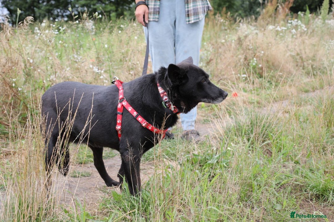 Mixed Breed dogs for adoption: 💖🐶 MARY 🐶💖 - Image 16