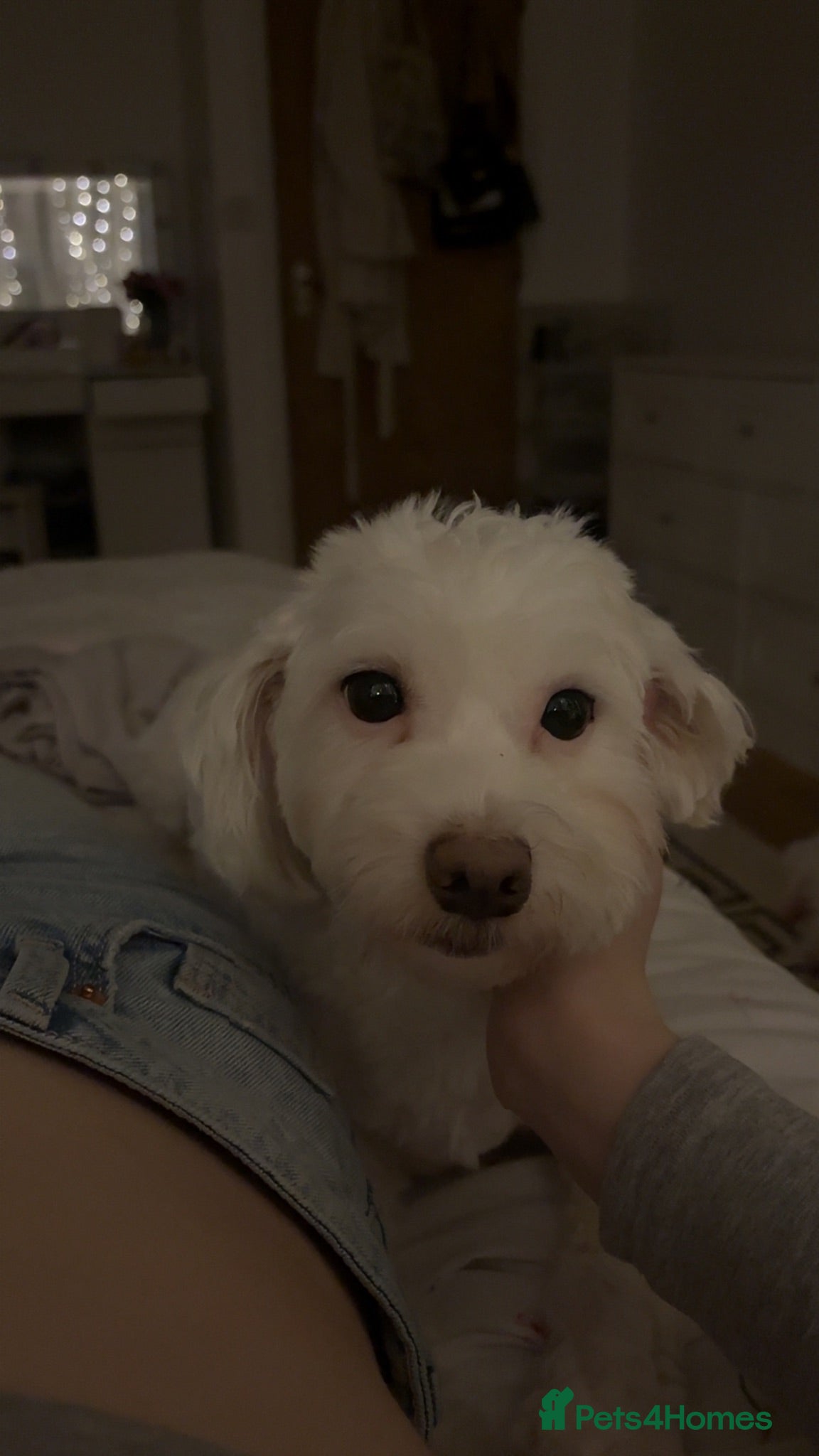 Bichon Frise dogs 🐶 Puppies Looking for Their Forever Homes 🐶 - Advert 16