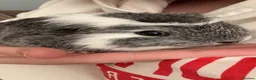 Guinea Pig rodents for sale: Trio of female guinea pigs looking for a new home - Advert 15