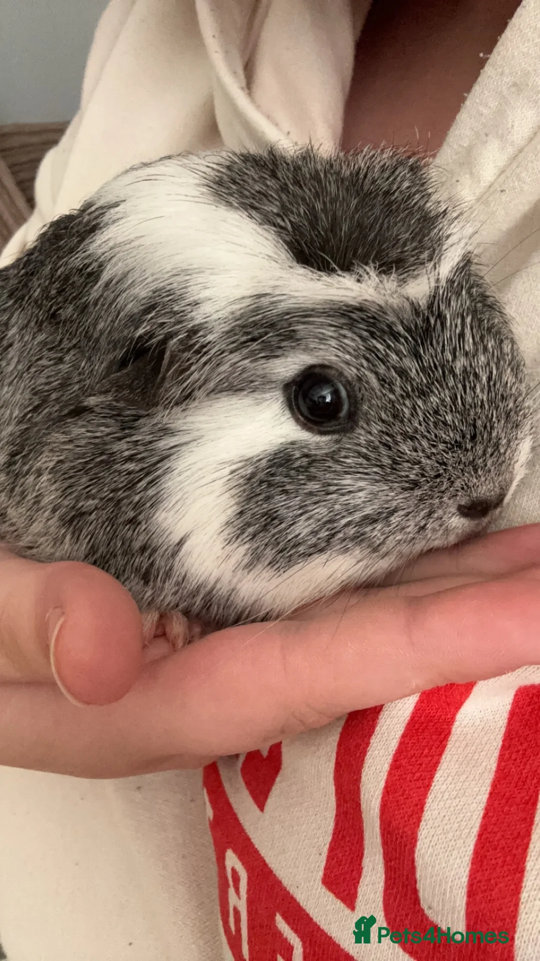 Guinea Pig rodents for sale: Trio of female guinea pigs looking for a new home - Advert 15