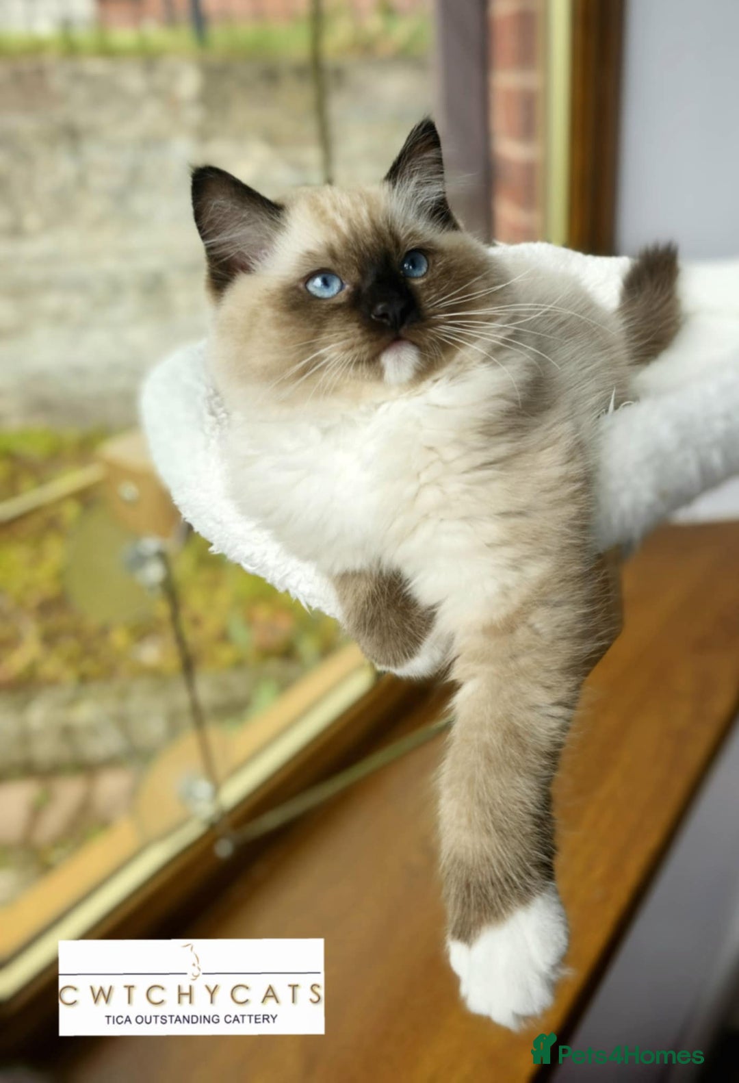 Ragdoll cats for sale: Top Quality, Tica Reg Kittens from Euro / US Lines - Image 4