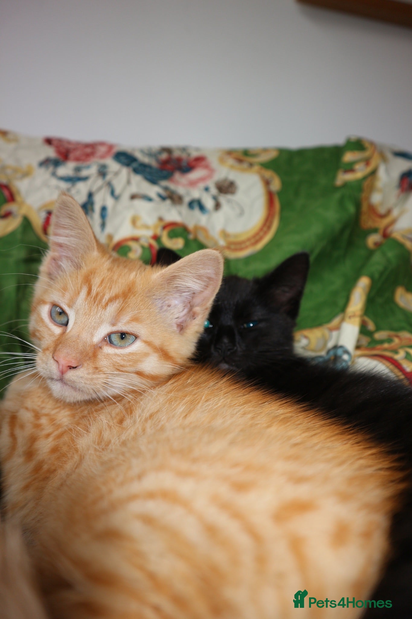 Mixed Breed cats 2 kittens, brother and sister  - Advert 1