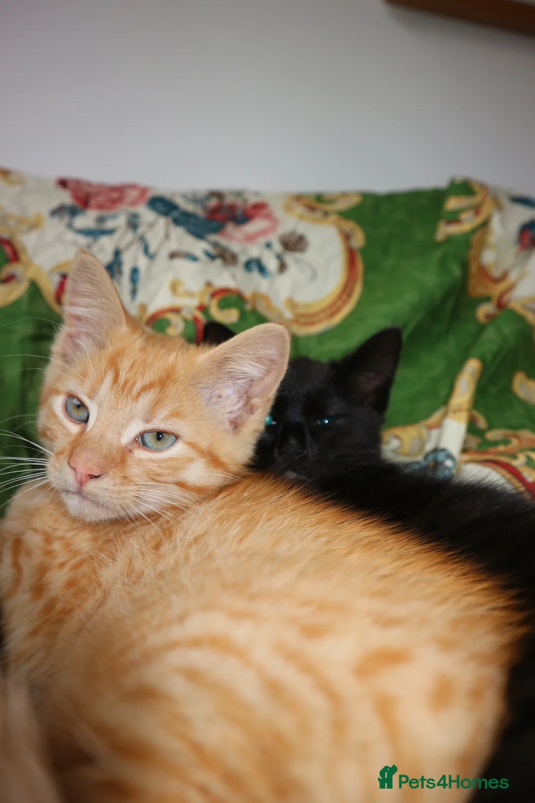 Mixed Breed cats for sale: 2 kittens, brother and sister  in London - Advert 1