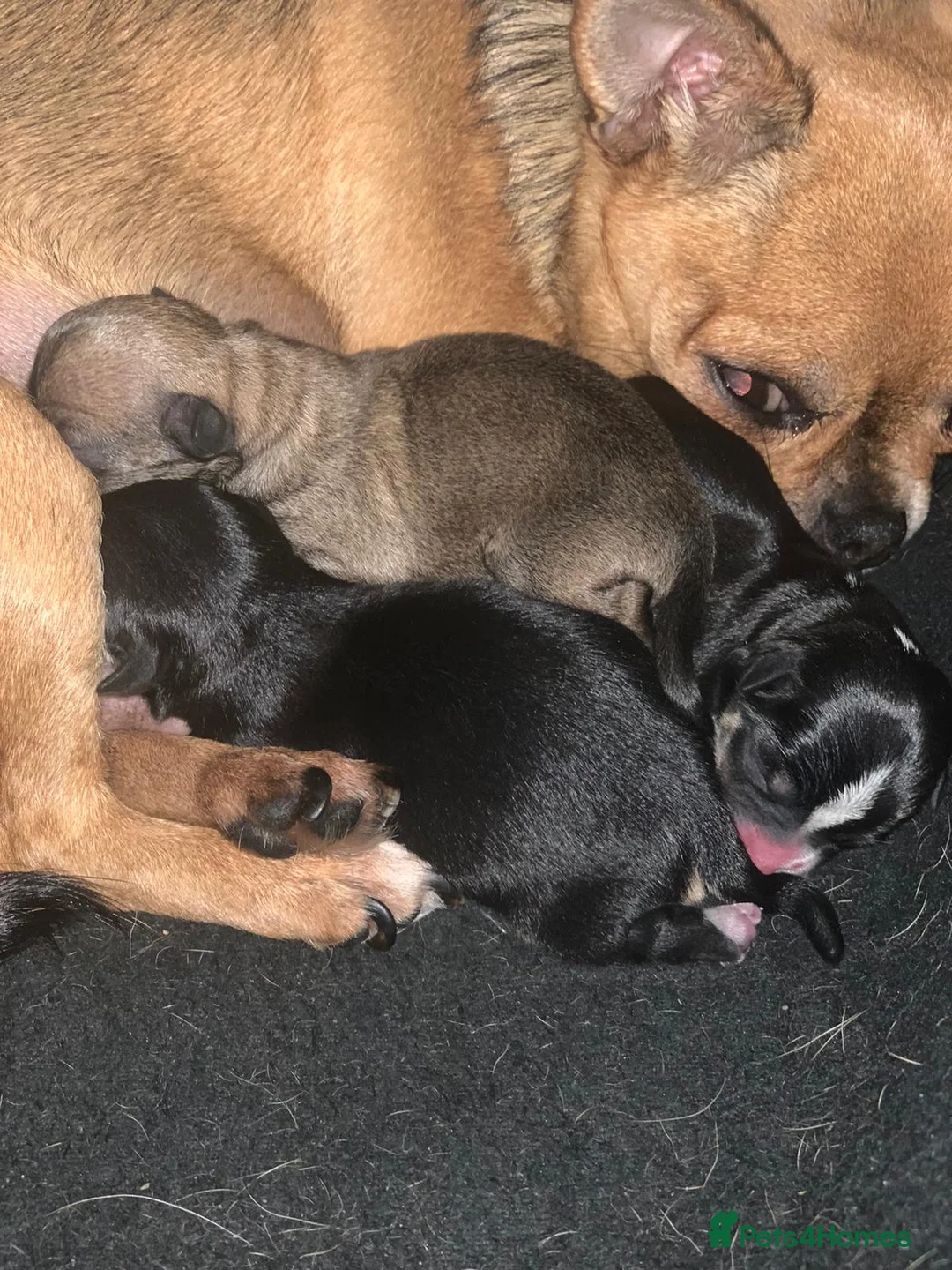 Chihuahua dogs for stud: Chihuahua for stud in Brighton - Advert 12