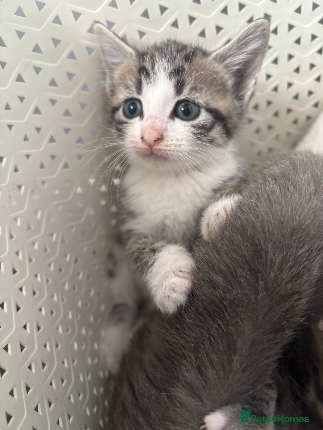 British Shorthair cats for sale: Kittens available BLUES in Axbridge - Image 8