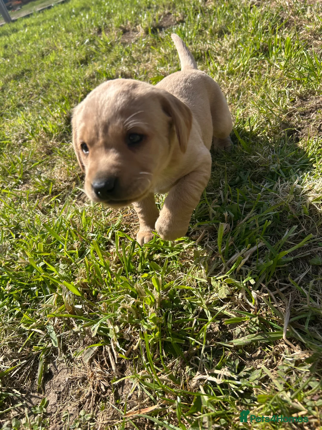 Labrador Retriever dogs for sale: Beautiful Litter of Labrador Puppies - Advert 22