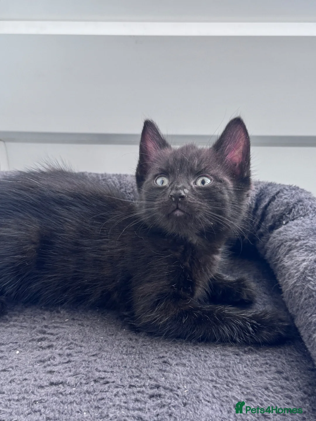 Mixed Breed cats for sale: Beautiful boy left  - Advert 1
