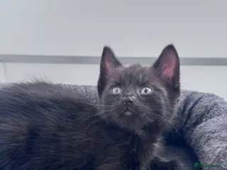 Mixed Breed cats Beautiful boy left - Advert 2