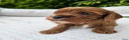 Cavapoo dogs for sale: Cavapoo puppies (toy)DNA CLEAR - Advert 3