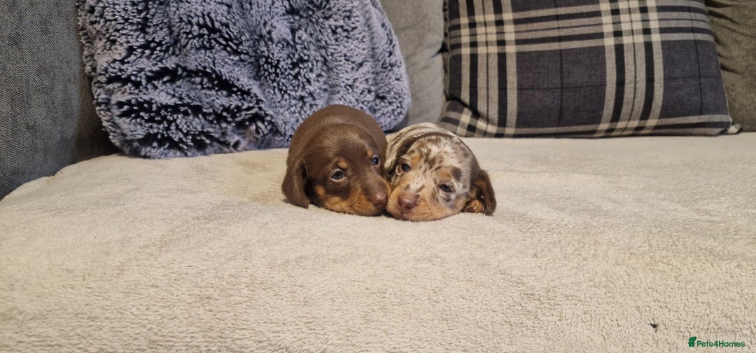Miniature Dachshund dogs for sale: NICE PUPPPIES MINI DACHSHUND  - Advert 5