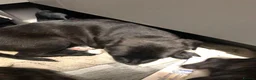 Mixed Breed dogs for sale: 3 Female Staffordshire Bull Terrier  in Manchester - Advert 8