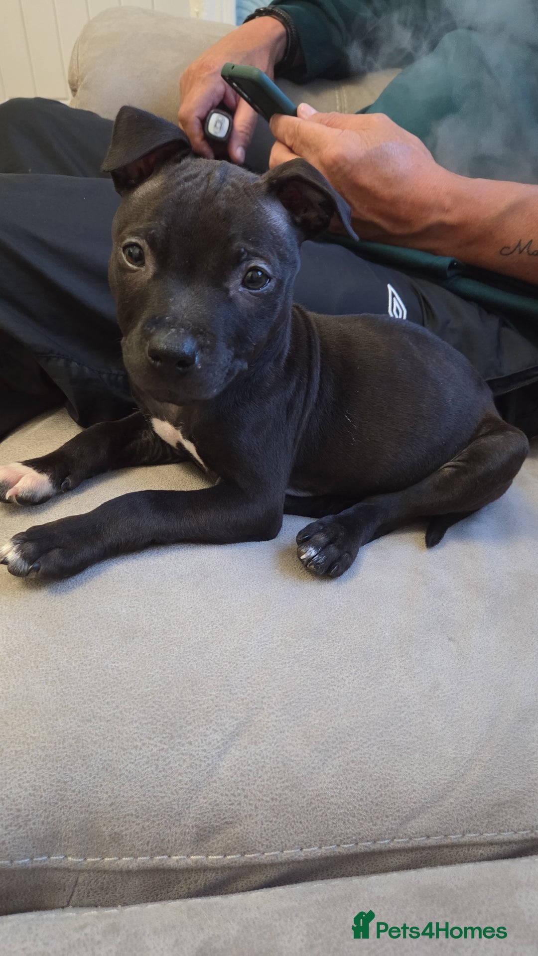 Staffordshire Bull Terrier dogs for sale: Staffy pup - Image 6
