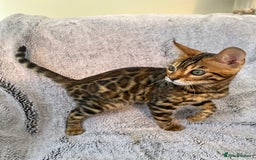 Bengal cats for sale: 😻OUTSTANDING TICA reg BENGAL KITTENS  - Image 7