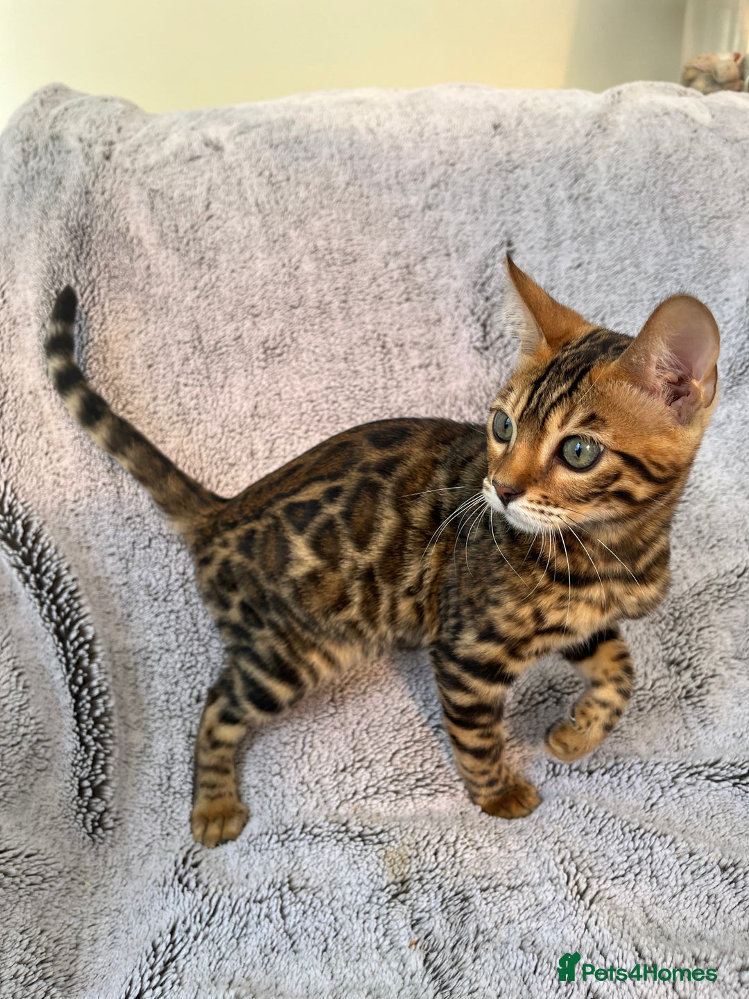 Bengal cats for sale: 😻OUTSTANDING TICA reg BENGAL KITTENS  - Image 7